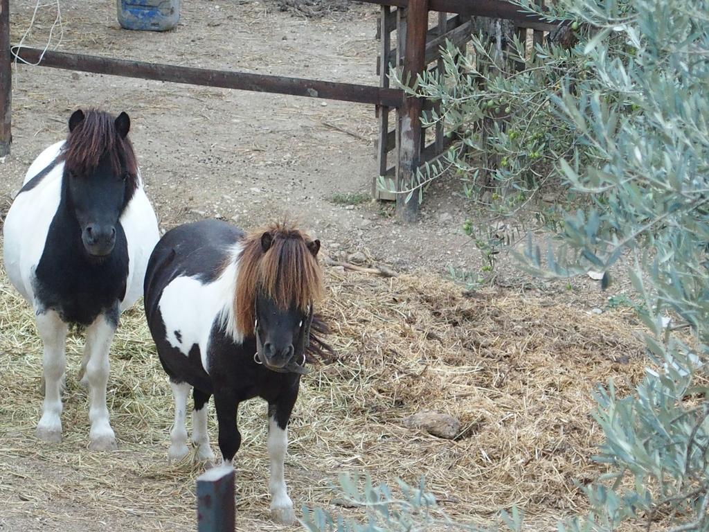 Country House Poggio Fiorito Ασίζη Εξωτερικό φωτογραφία